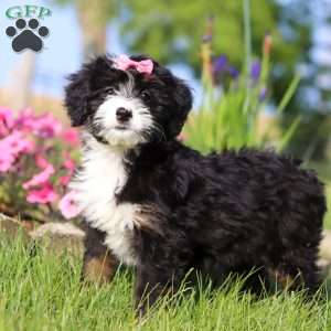 Ashley, Mini Bernedoodle Puppy